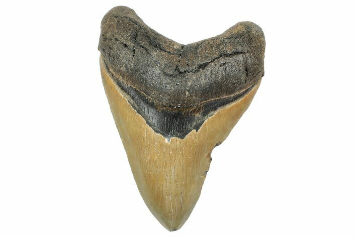 Serrated, Fossil Megalodon Tooth - North Carolina #236888